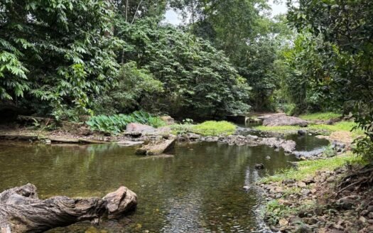 Dangau Jungle Herb Sauna 